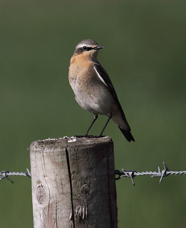 Northern Wheatear