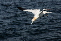 Gannet dive