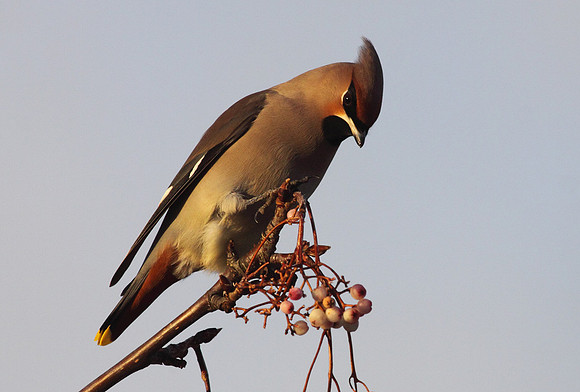 Waxwing