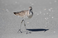 Willet