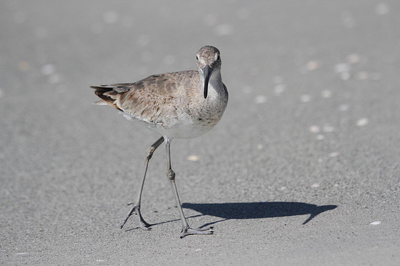 Willet