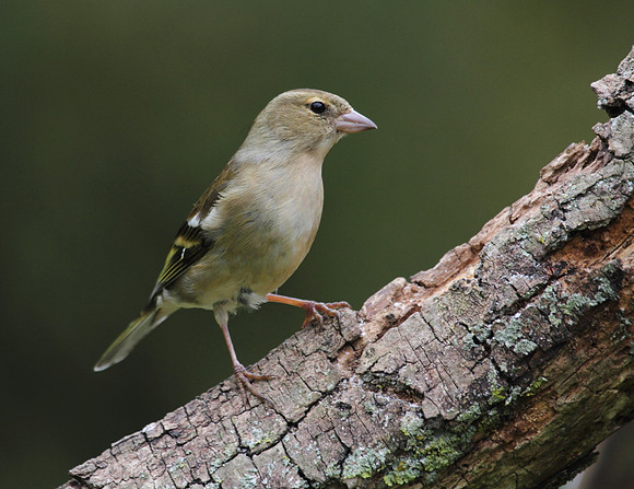 Female Chaffinch
