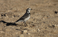 Pied Wagtail