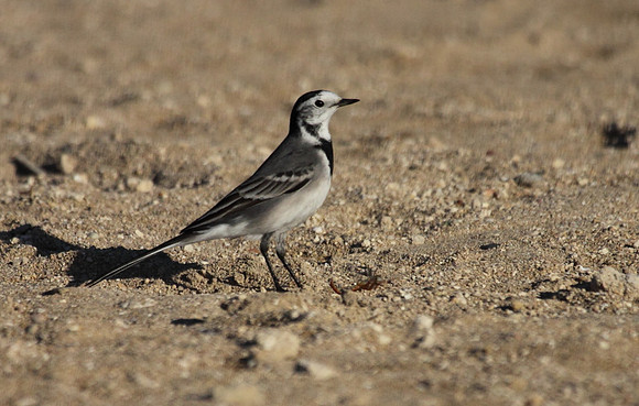 Pied Wagtail