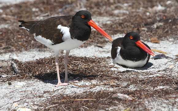 American Oystercatcher