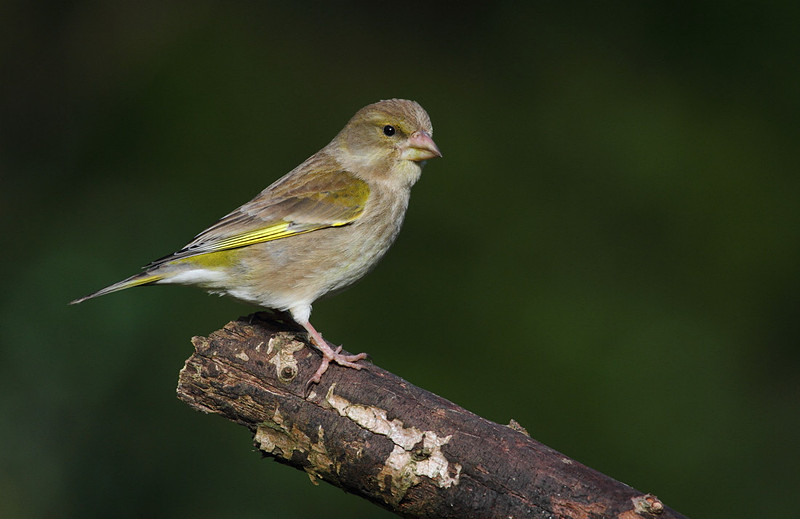 Female Greenfinch