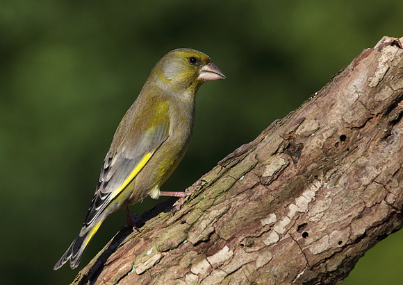 Male Greenfinch
