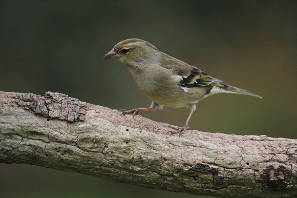 Female Chaffinch