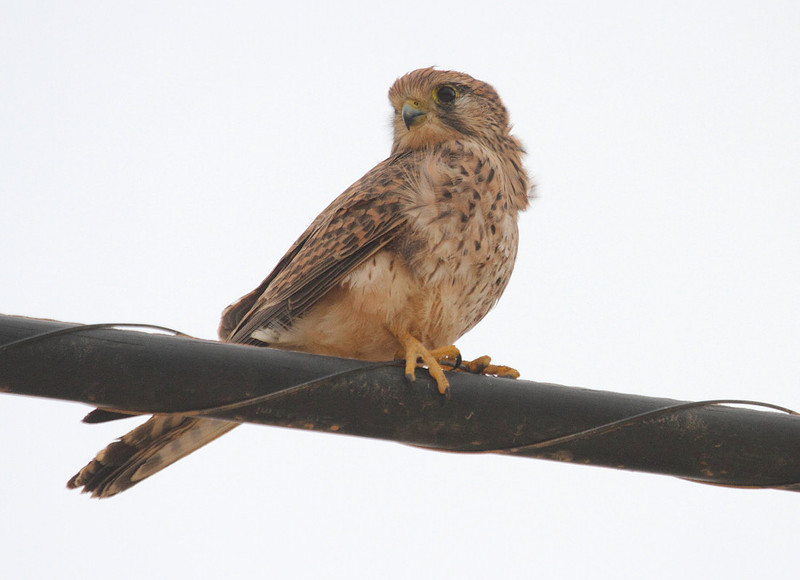 Kestrel