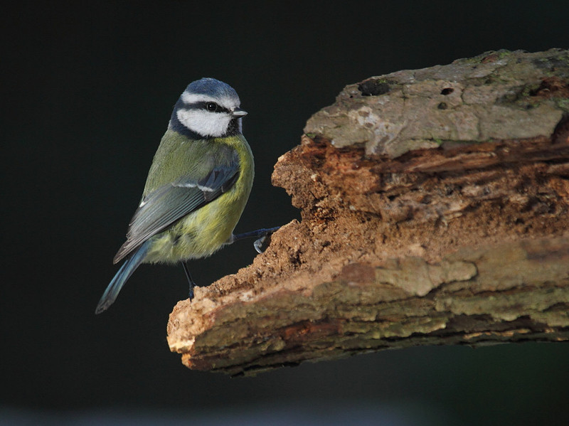 Blue Tit
