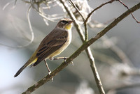 Palm Warbler