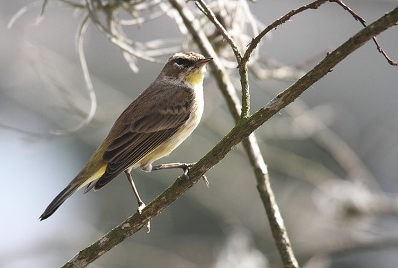 Palm Warbler
