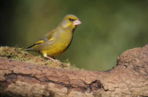 Male Greenfinch
