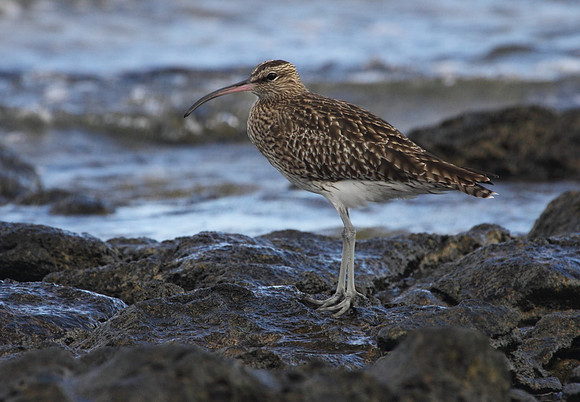 Whimbrel