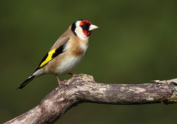 Goldfinch