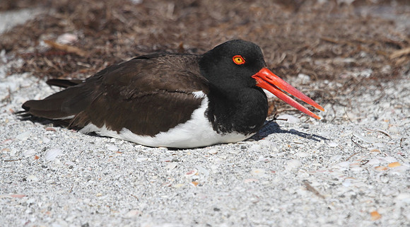 American Oystercatcher