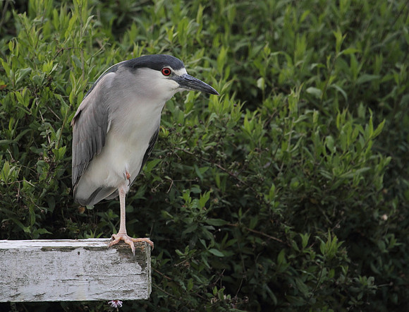Black Crowned Night Heron