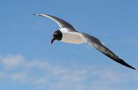 Laughing Gull