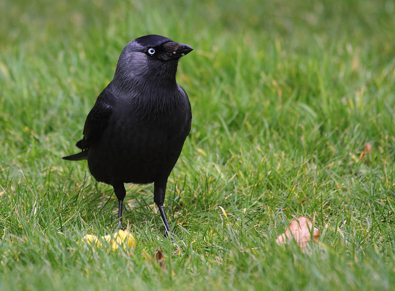 Jackdaw