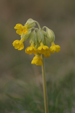 Cowslip