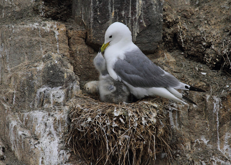 Kittiwake with chicks