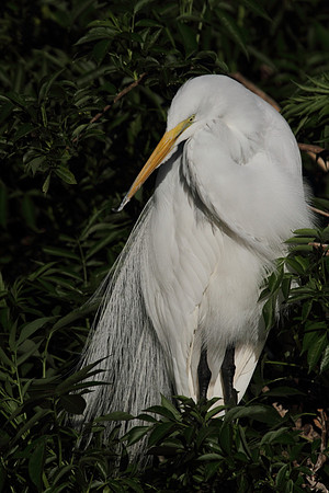 Great Egret