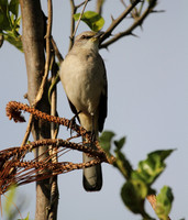 Northern Mocking Bird