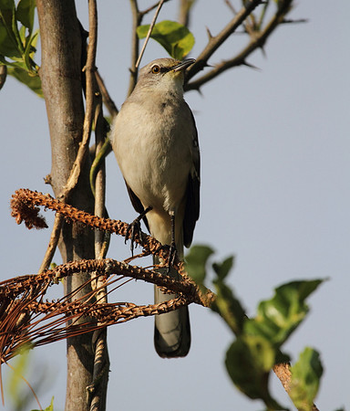 Northern Mocking Bird