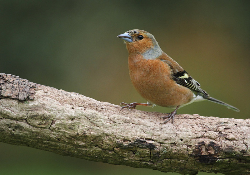 Male Chaffinch