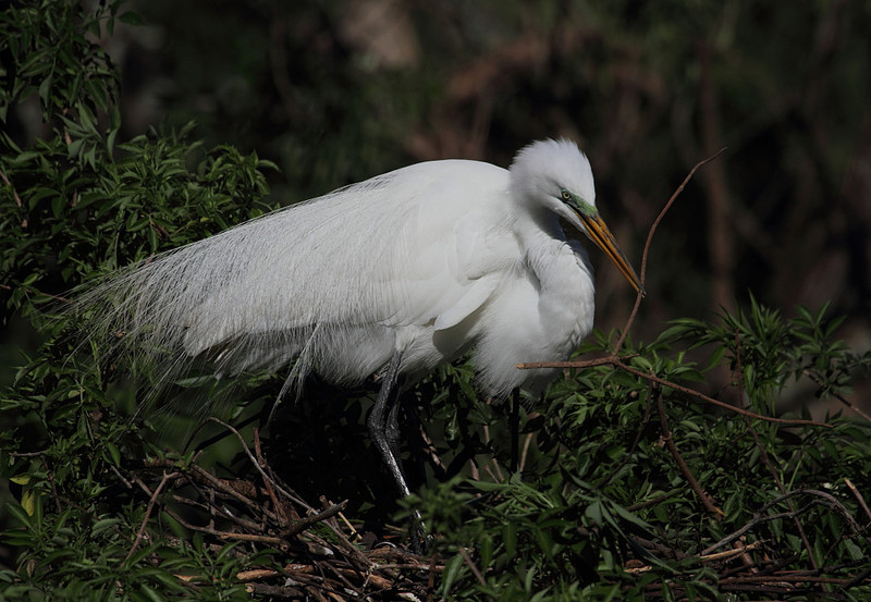 Great Egret building nest