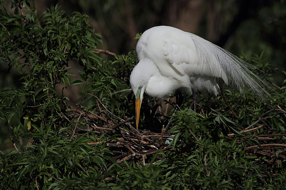 Great Egret