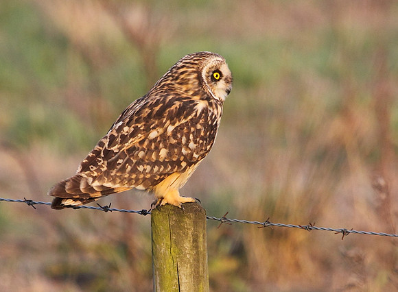 Short Eared Owl