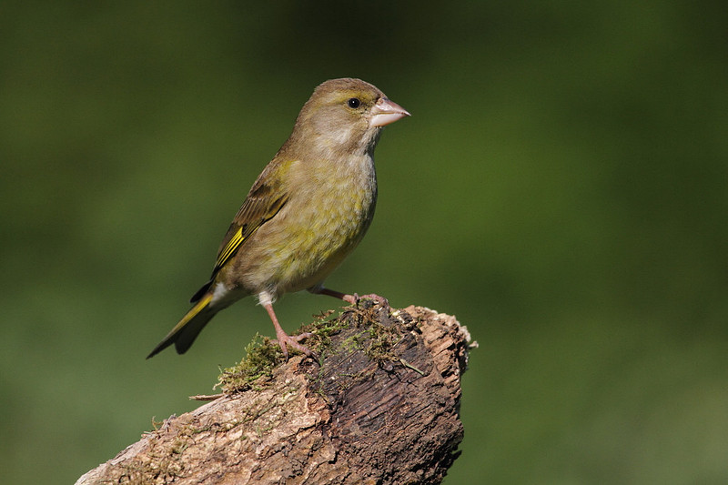 Female Greenfinch