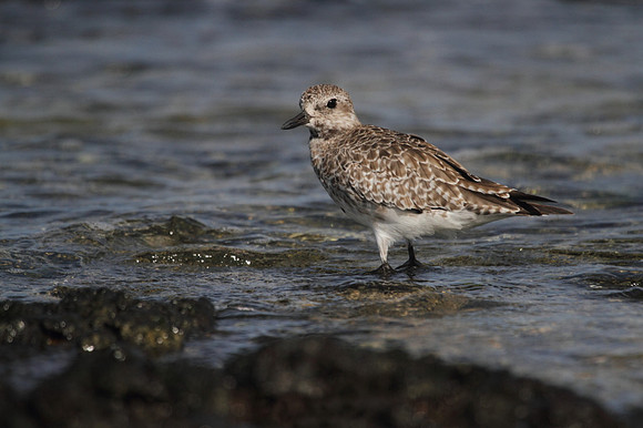 Grey Plover