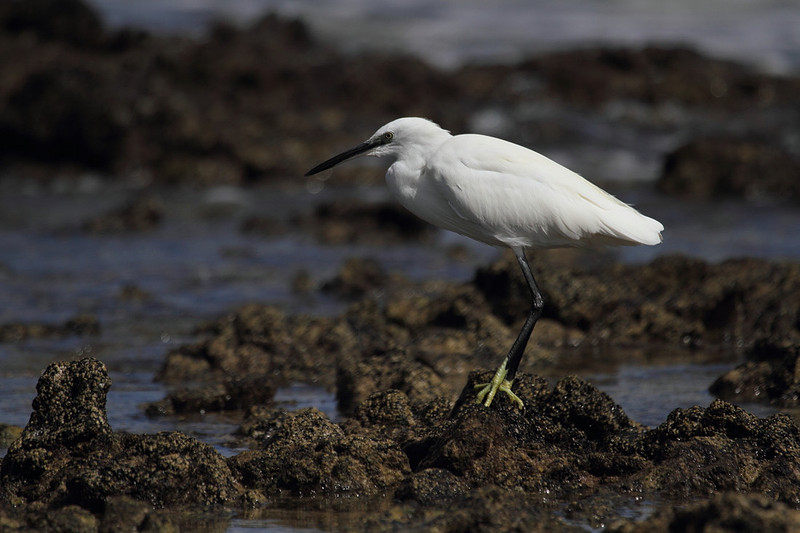 Little Egret