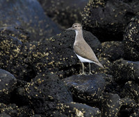 Common Sandpiper
