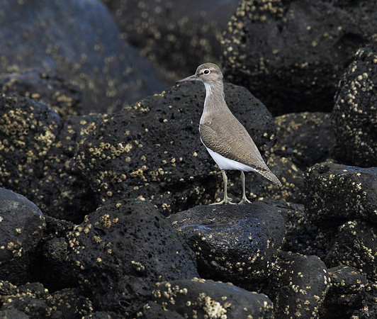 Common Sandpiper