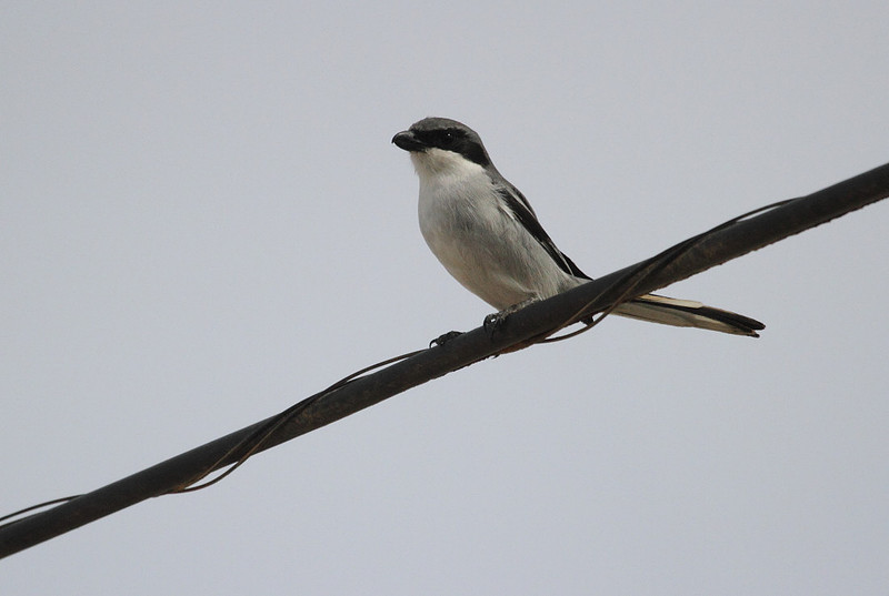 Southern Grey Shrike