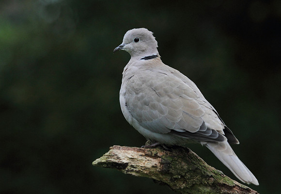 Collared Dove
