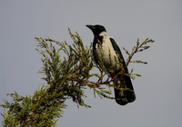 Hooded Crow