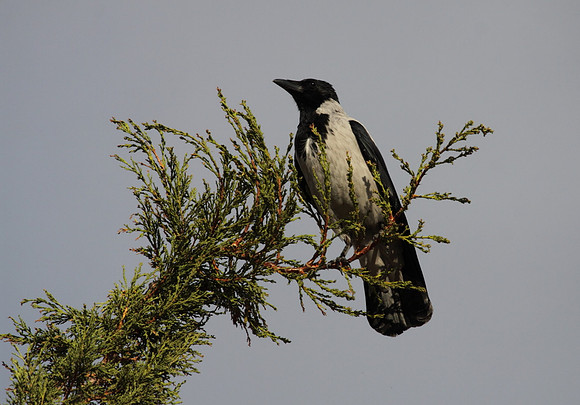 Hooded Crow
