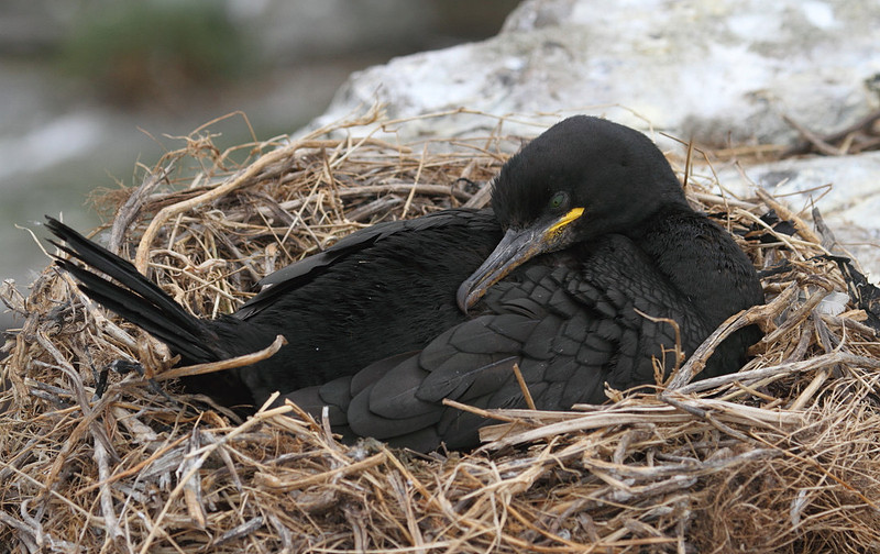 Shag