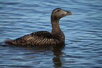 Female Eider