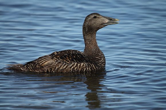 Female Eider