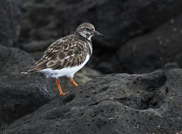 Turnstone