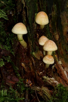 Sulphur Tufts