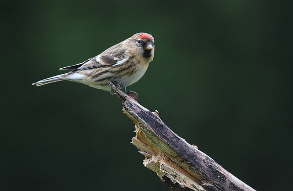 Redpoll