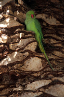 Ring Necked Parakeet