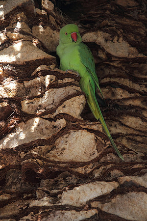 Ring Necked Parakeet