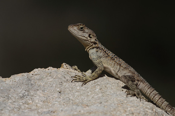 Agama Lizard